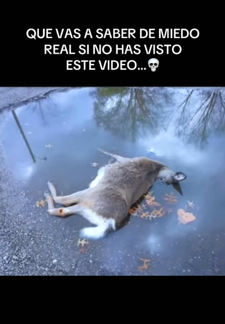 @Soldado MW👻