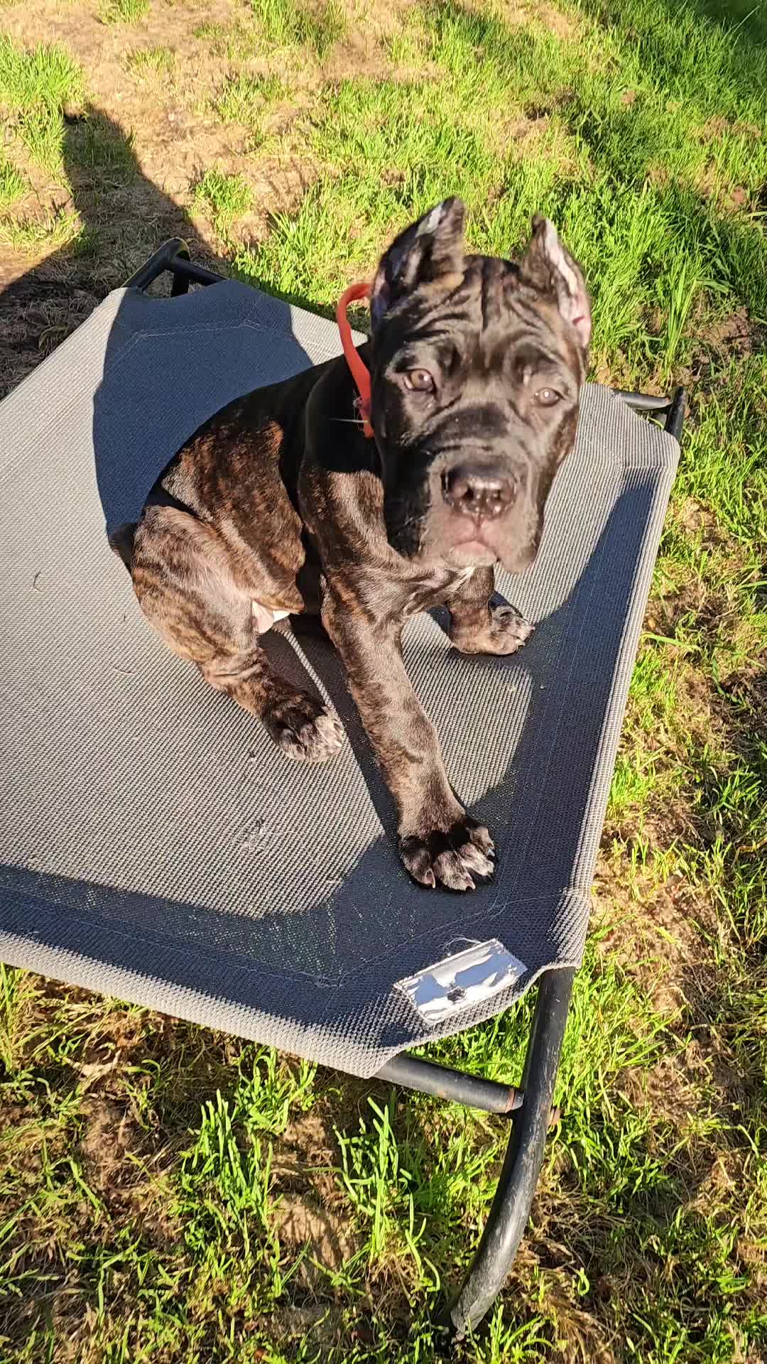 @SalmonCreekCaneCorso