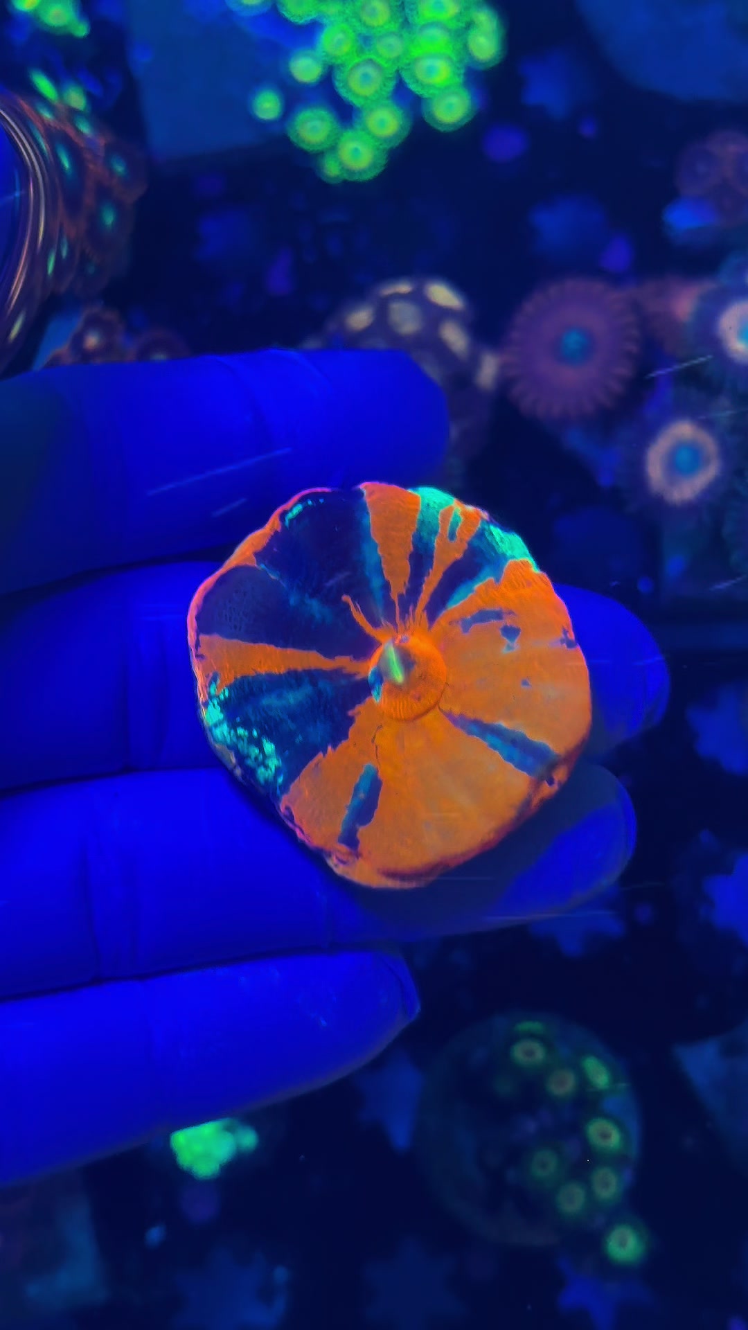 @Reeftogo
