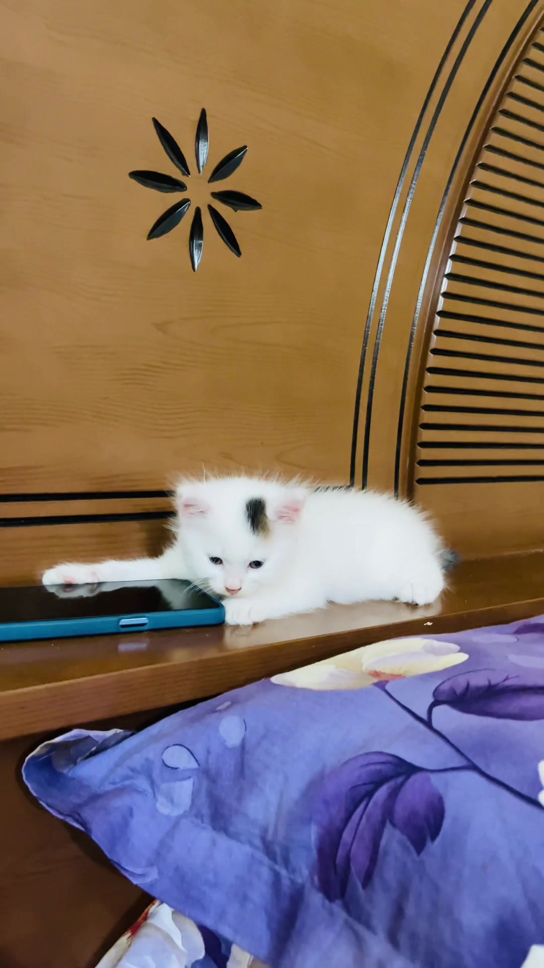 @Persian Cat Society❤️&zwj;🩹