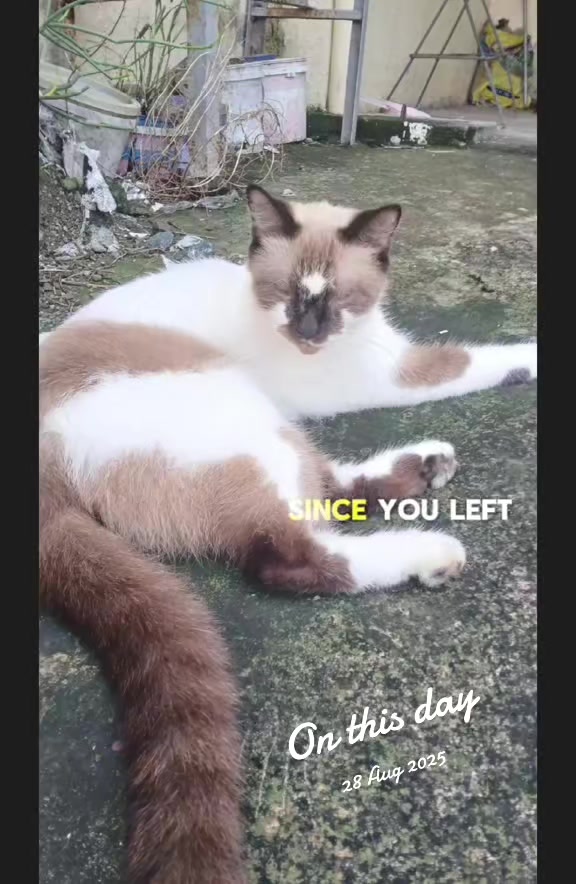 @renantepet