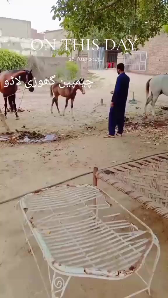 @احمد گل نمبر دار