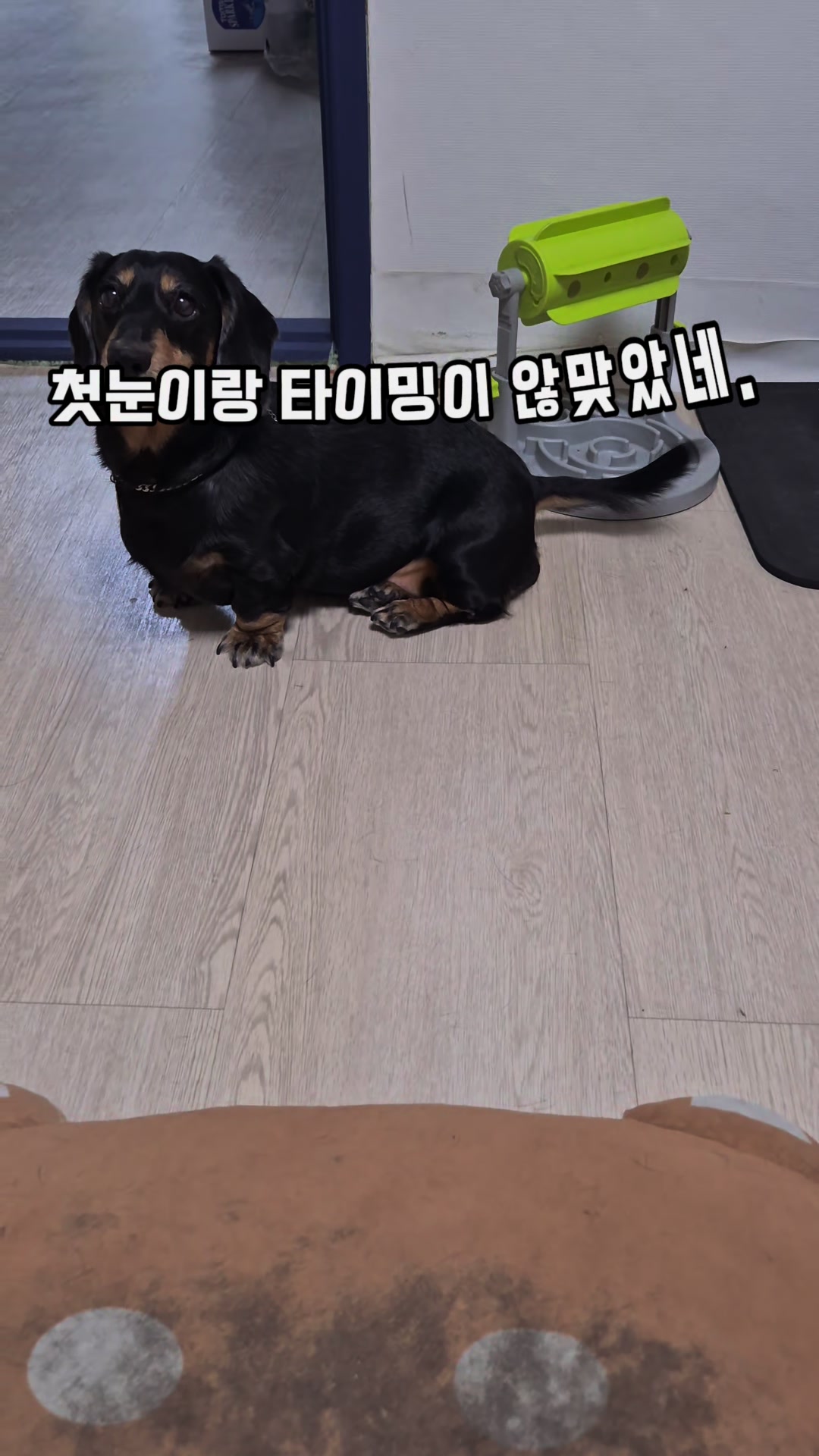 @코코대디