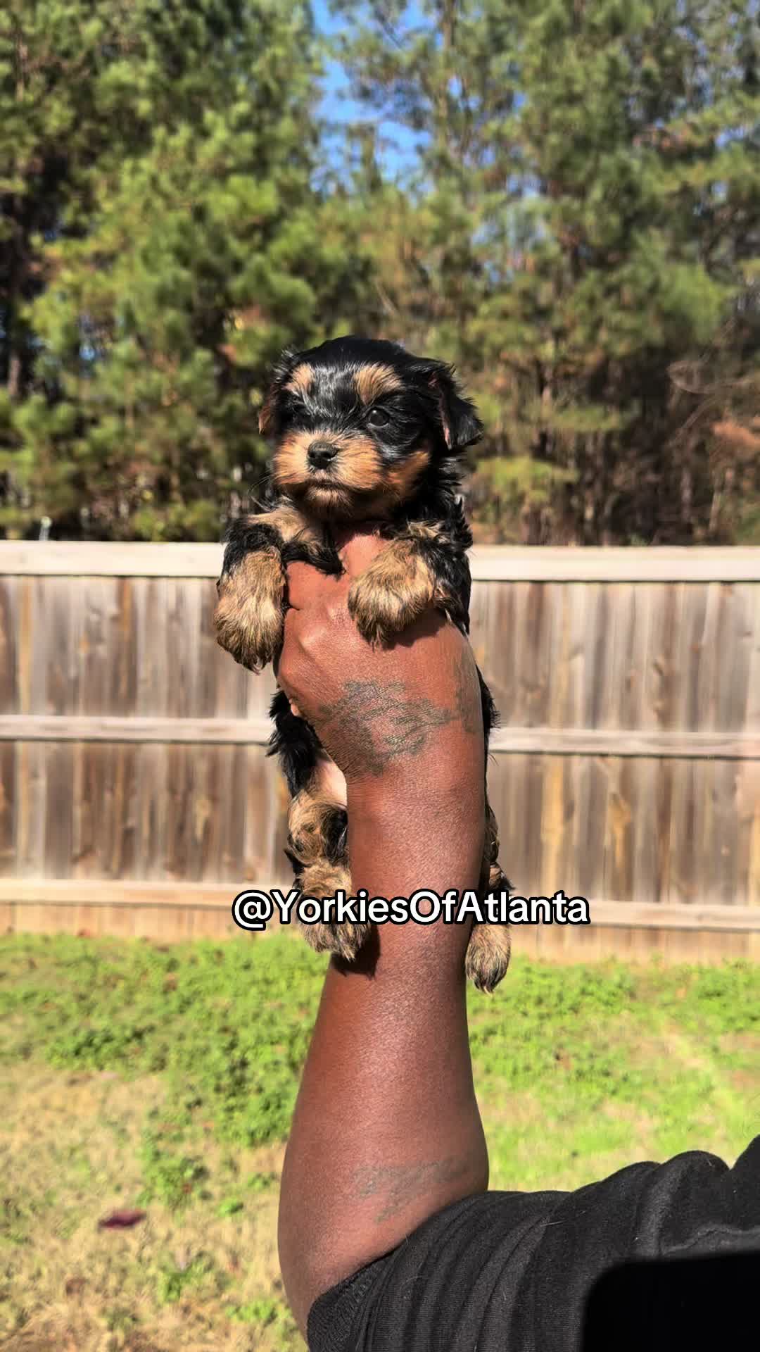 @Yorkies Of Atlanta