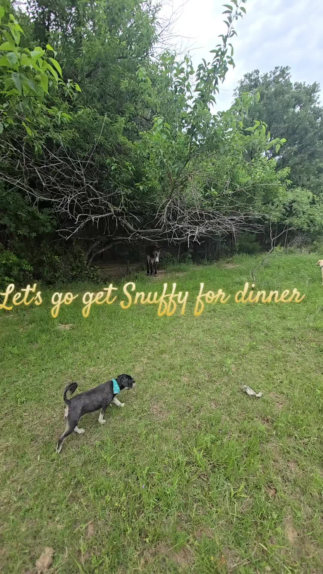 @Fonzy's Farm Rehab & Sanctuary