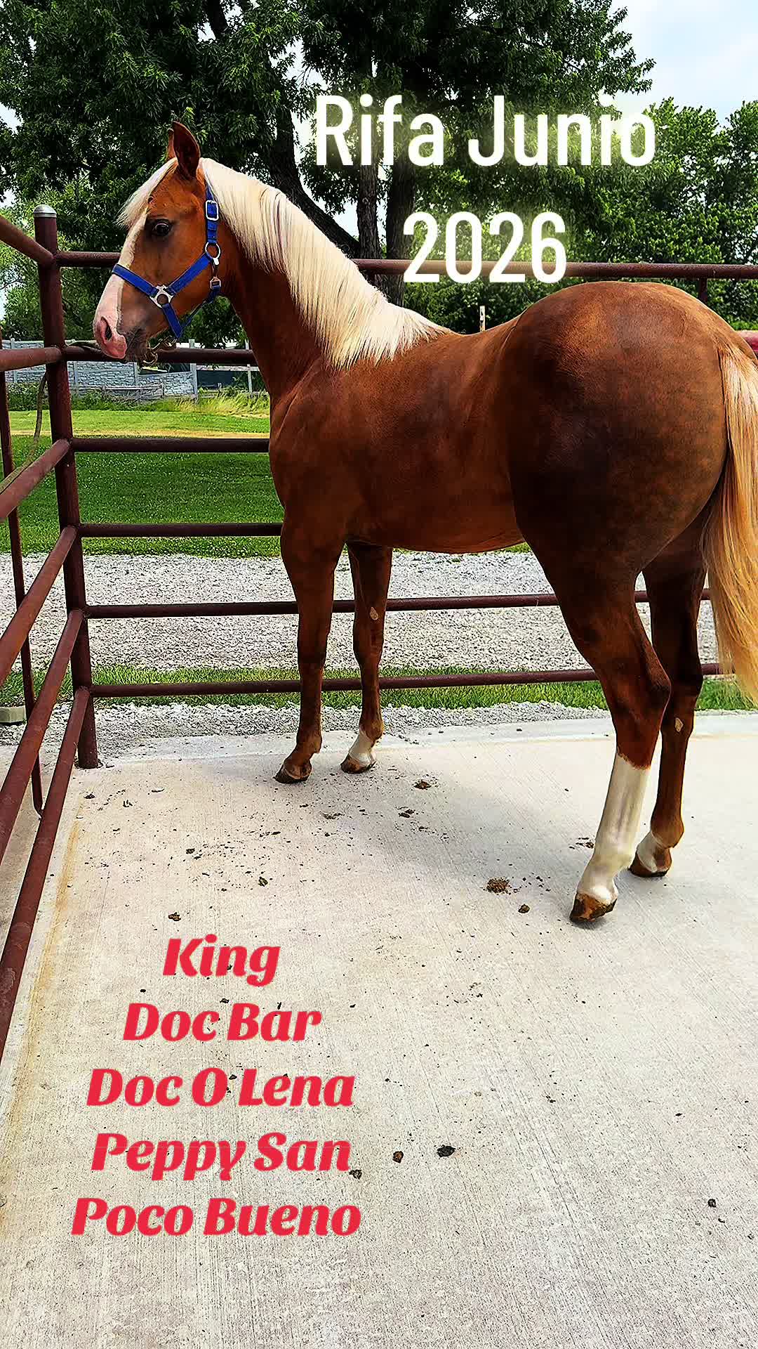 @R.L.P Quarter Horses