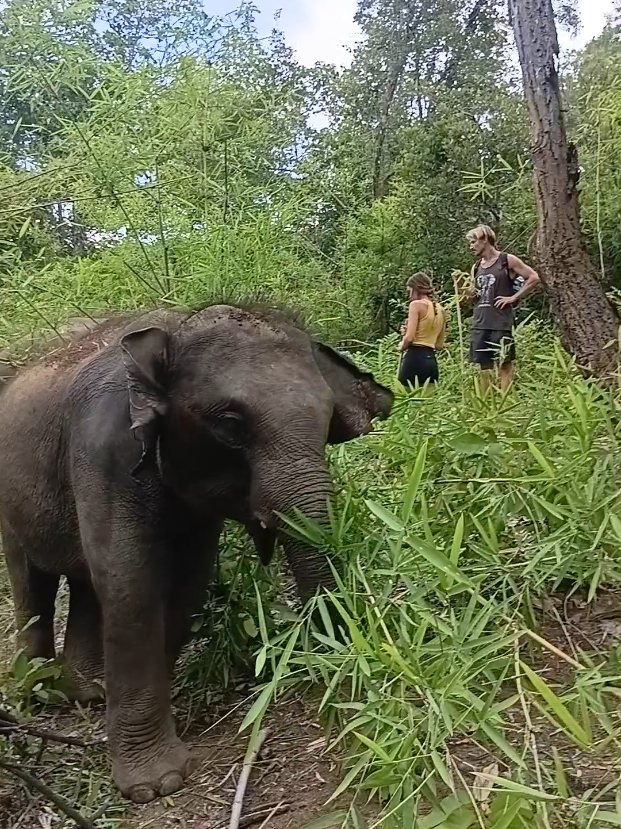 @LuangPrabang Elephant New Home