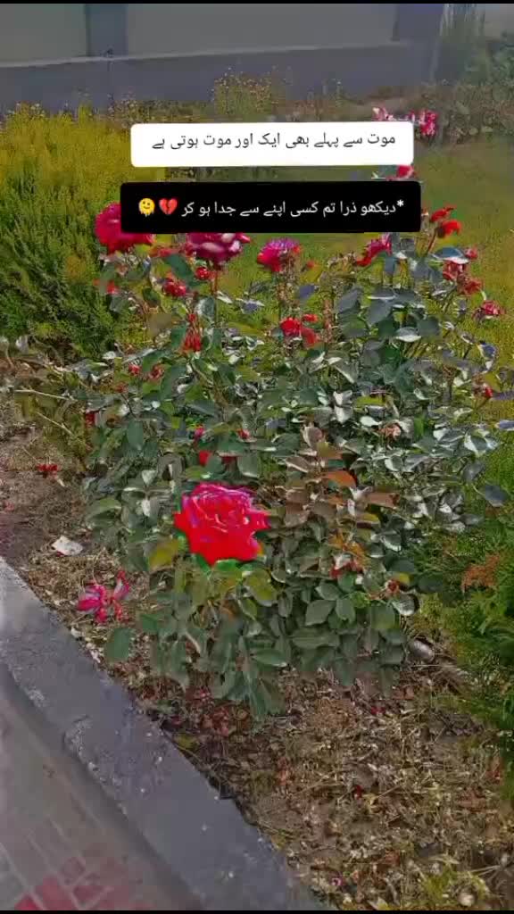 @Mehar Zada 🤗🤗💞