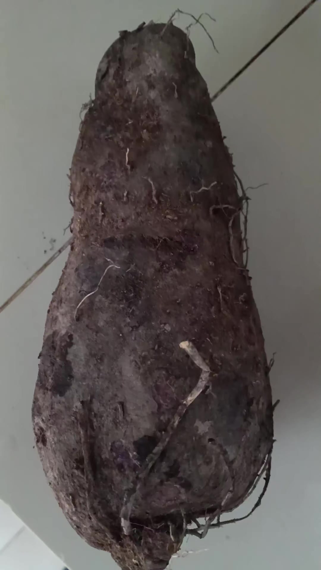 @HOA NGUYỆT QUẾ