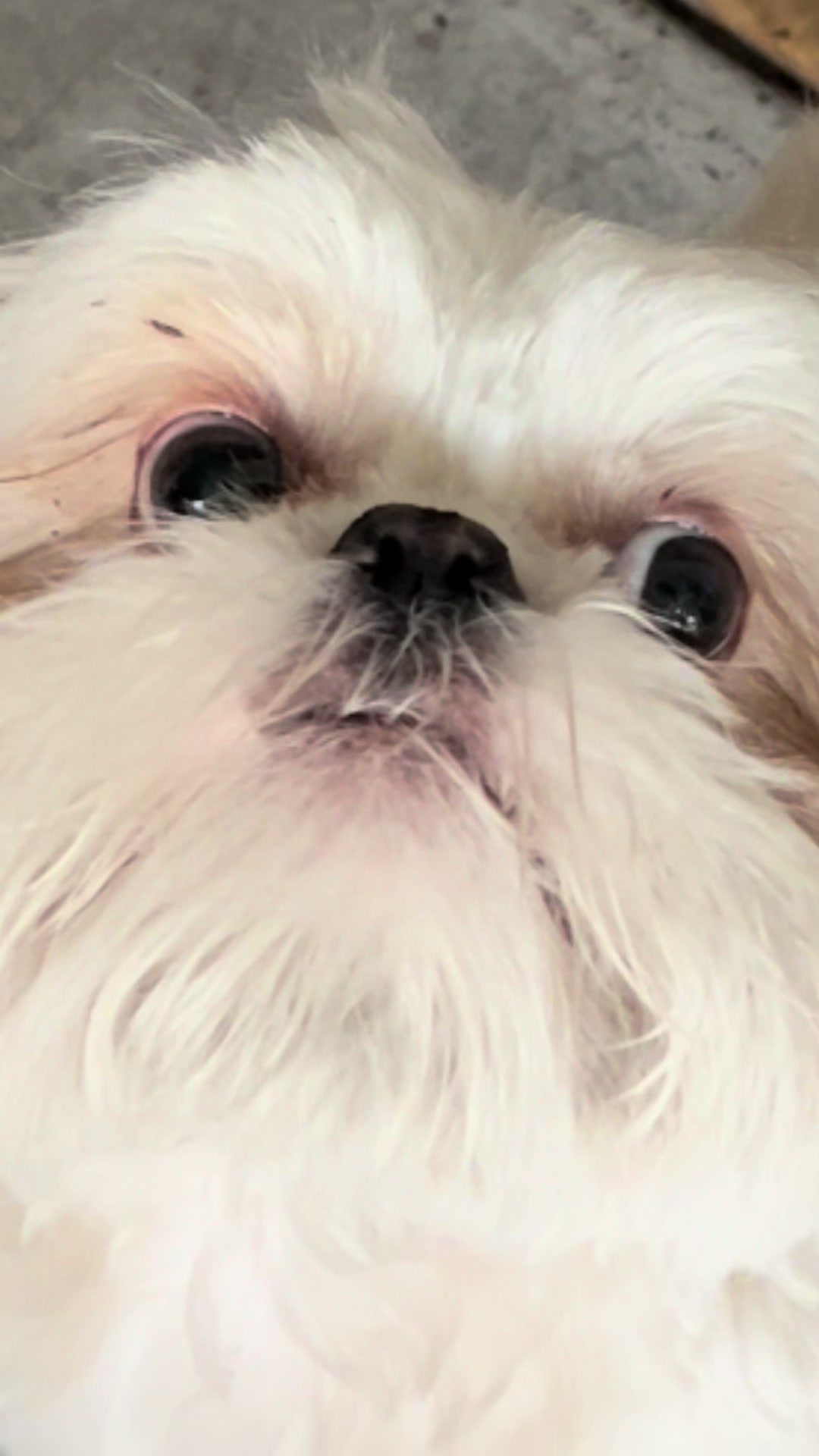 @Hugh the Shih Tzu