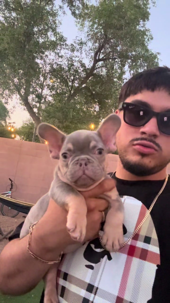 @Luxeaz_frenchies