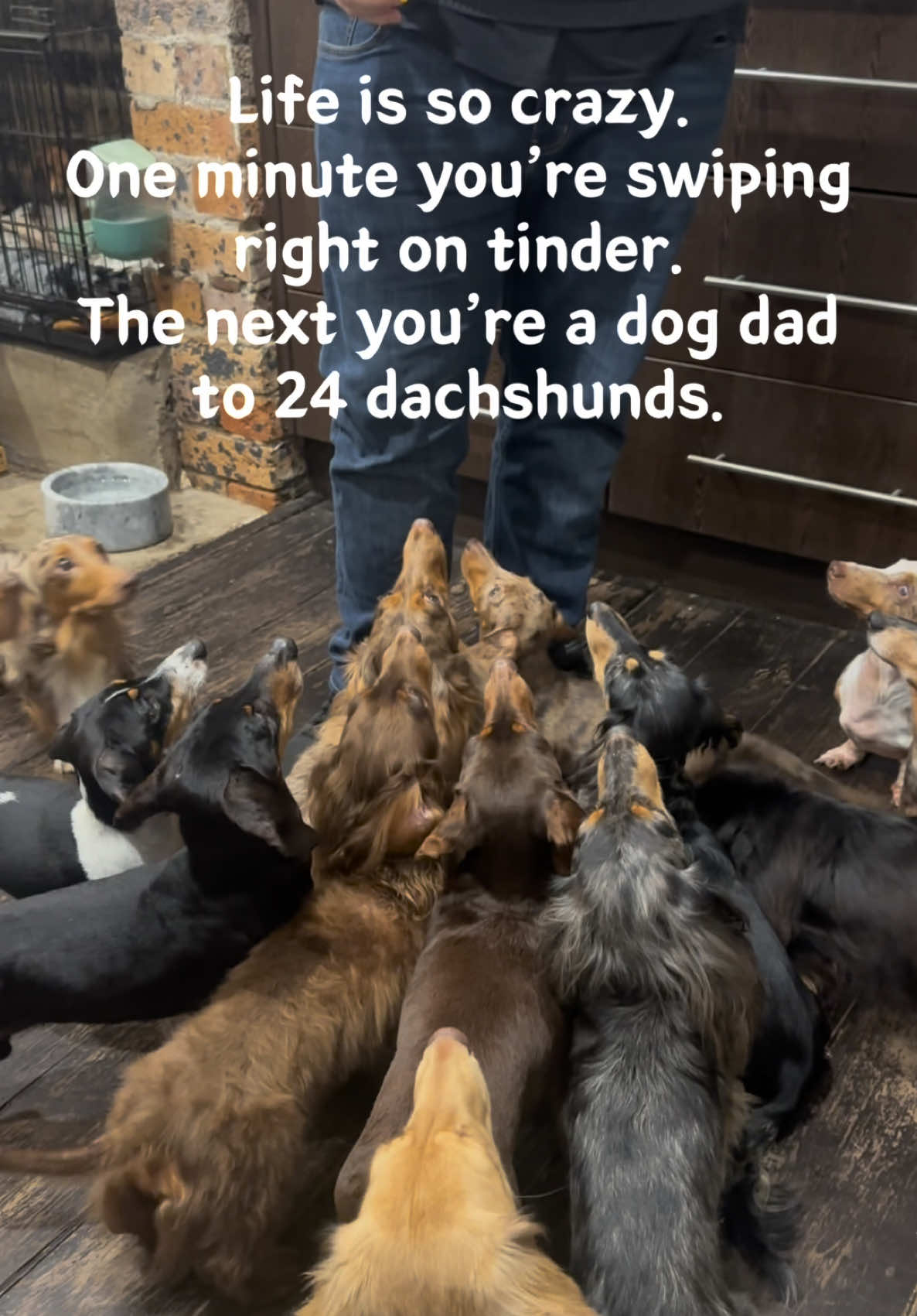 @ONATAH Dachshunds