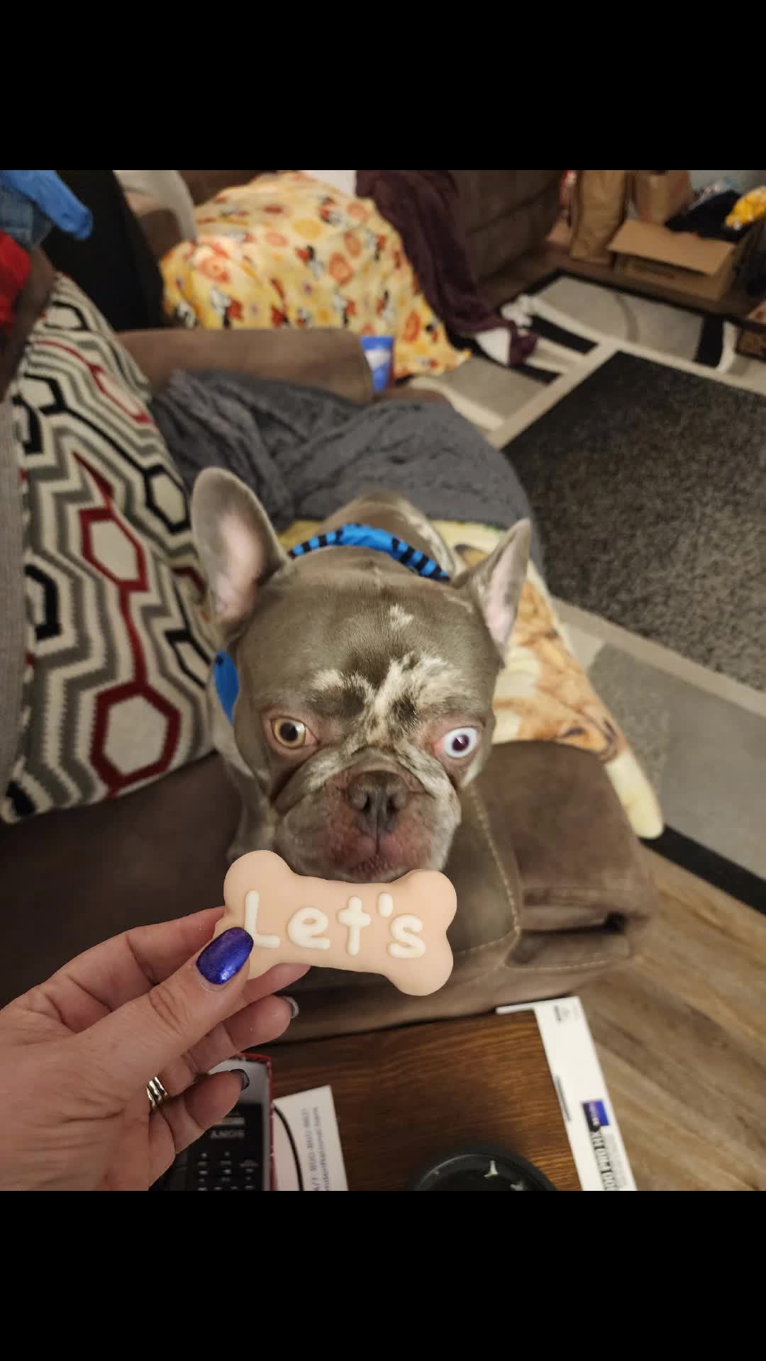 @Dexter207Frenchie