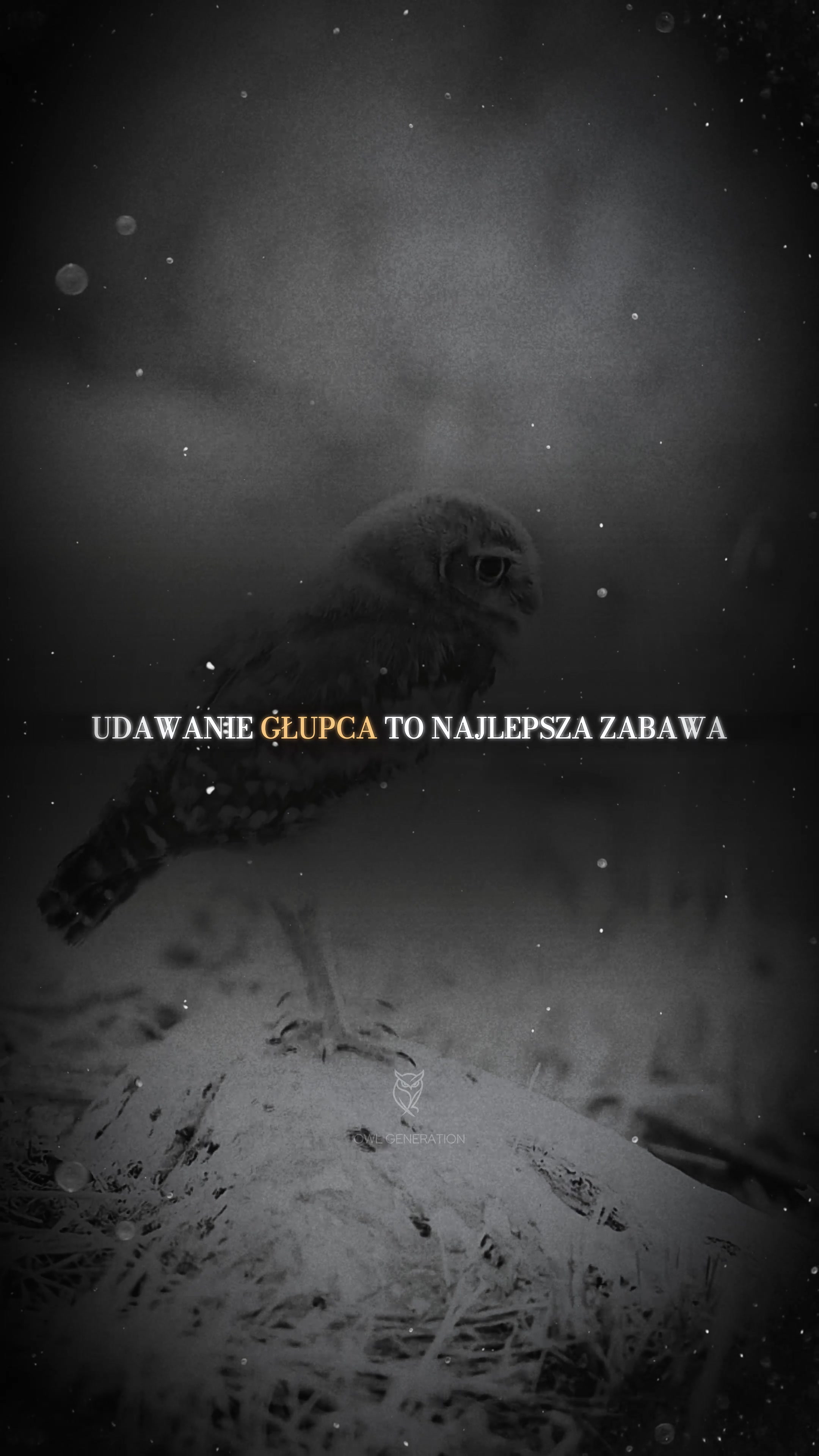 @OwlGeneration🦉🌙