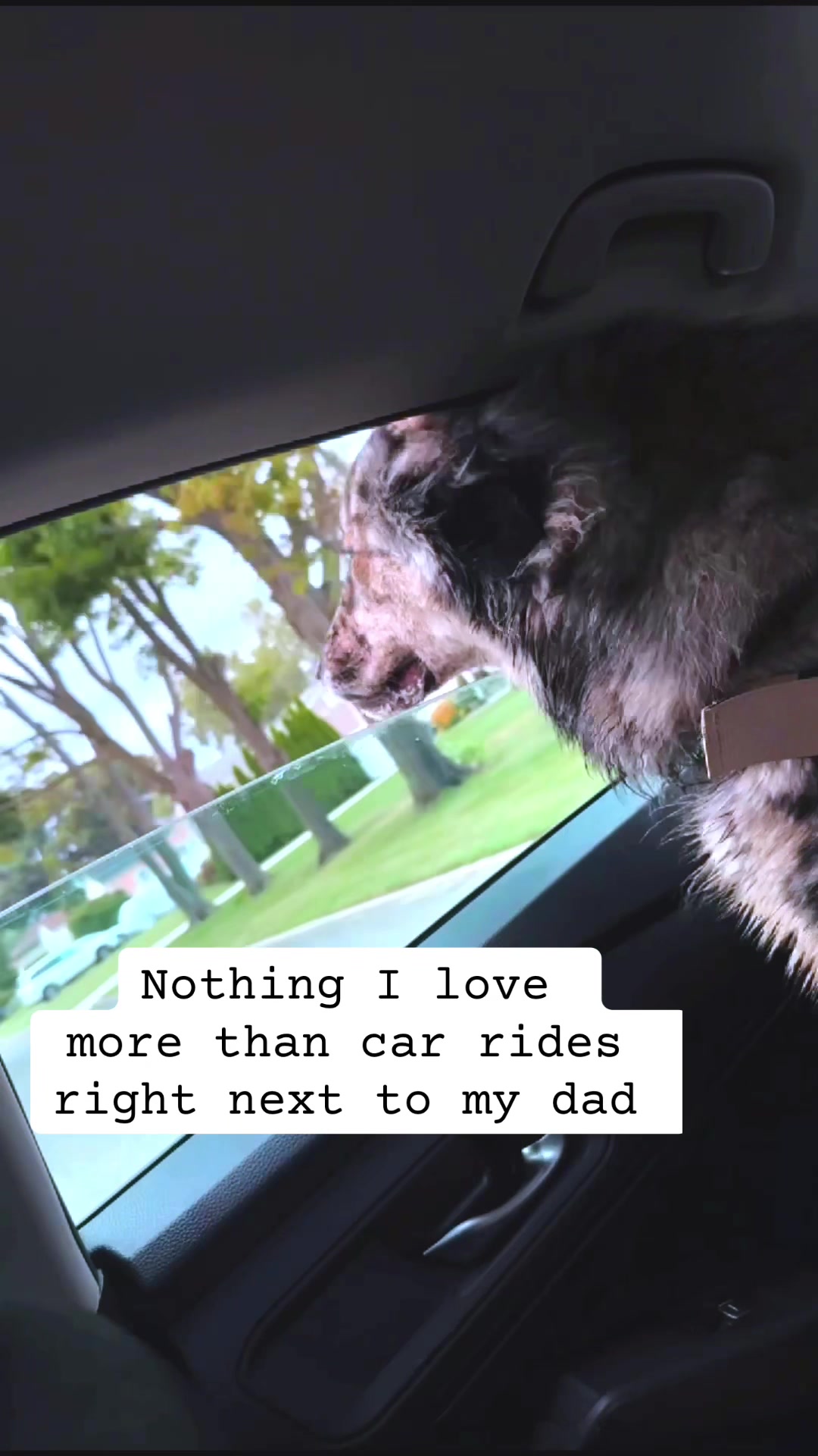 @Jetta Boy