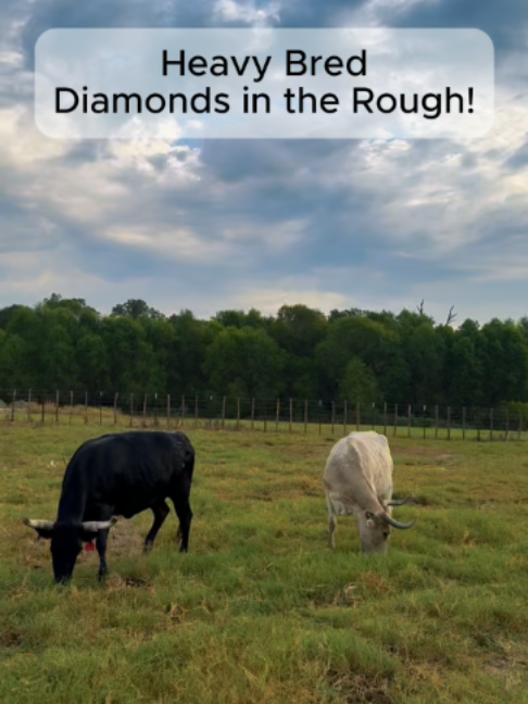 @Rutherford Land and Cattle