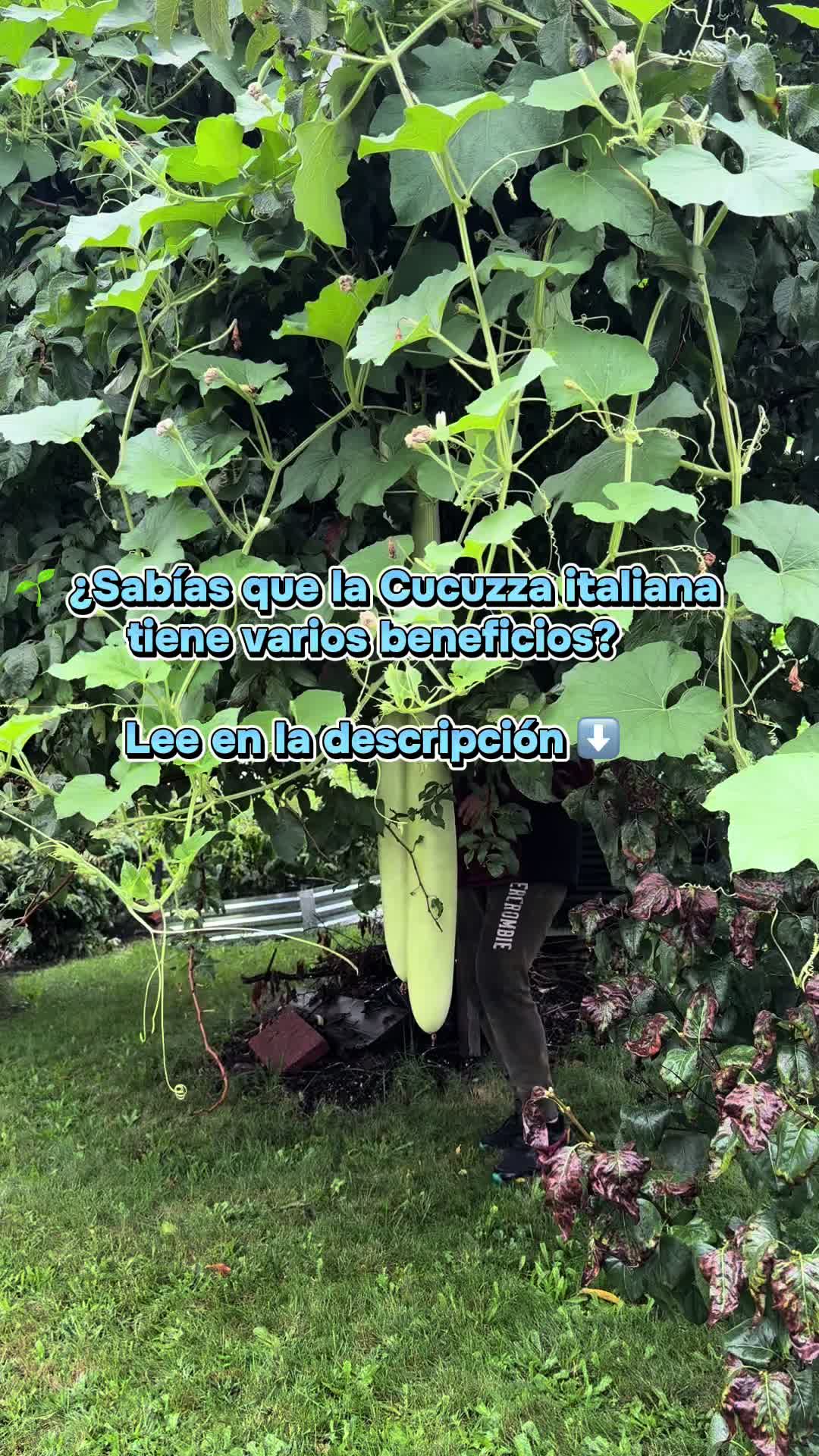@Veronica Castillo