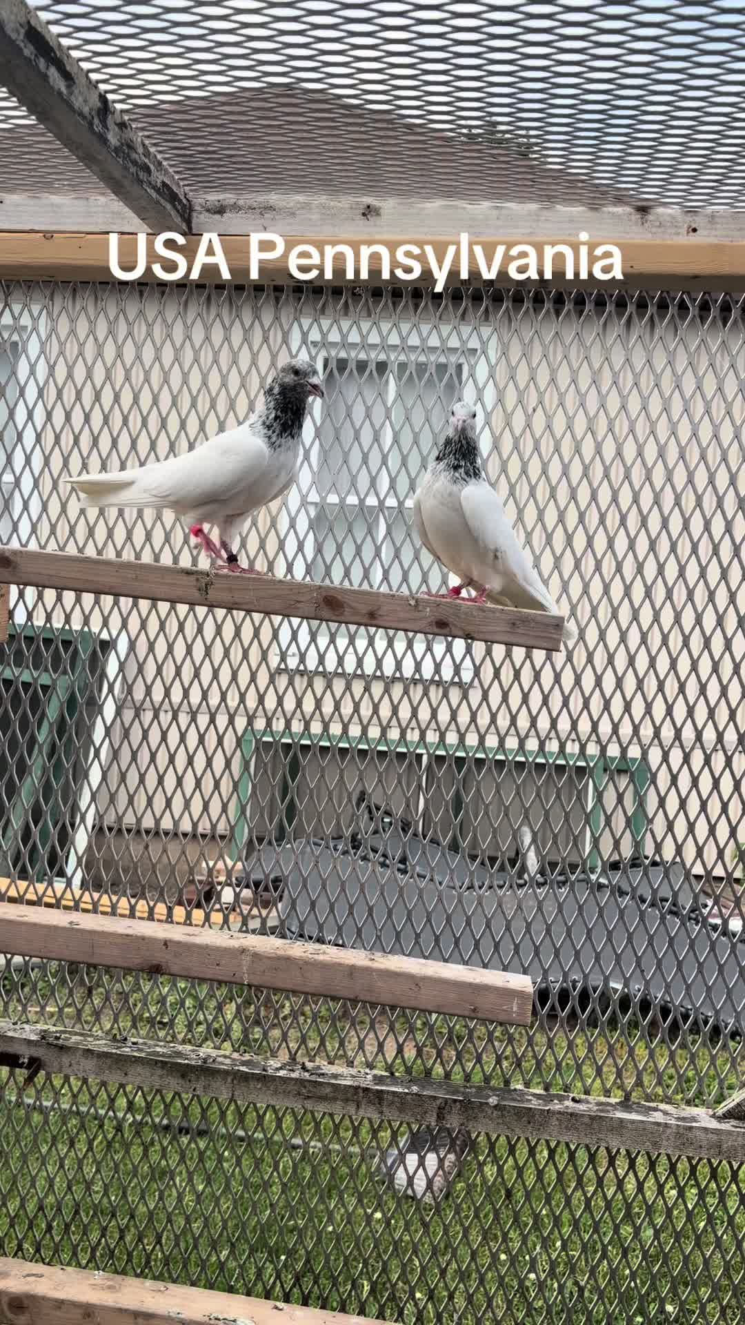 @USA 🇺🇸 Pakistani pigeon club
