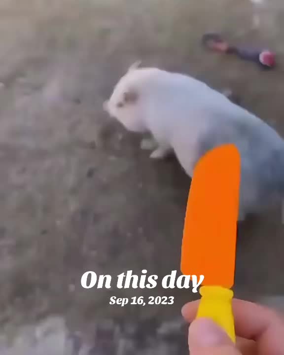 @Penny Pig ❤️🐷