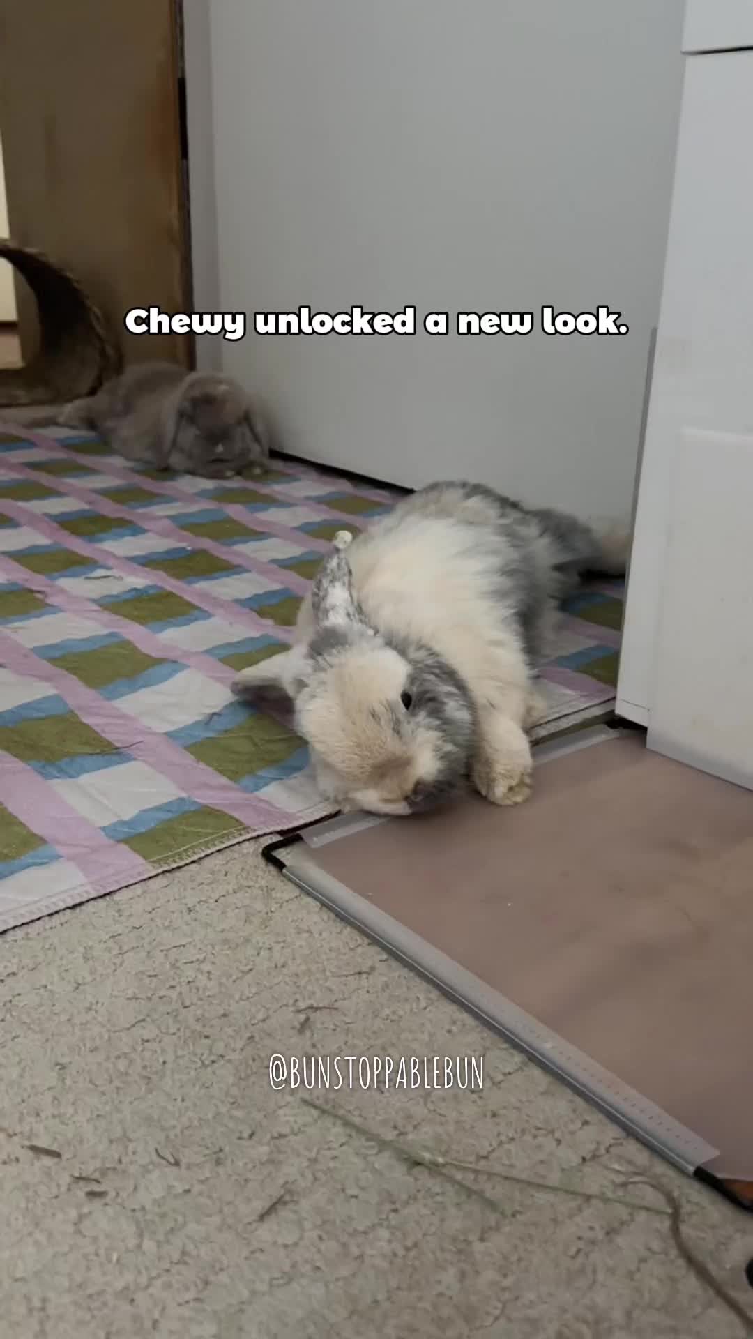 @BunBun, Mochi🌈, Chewy