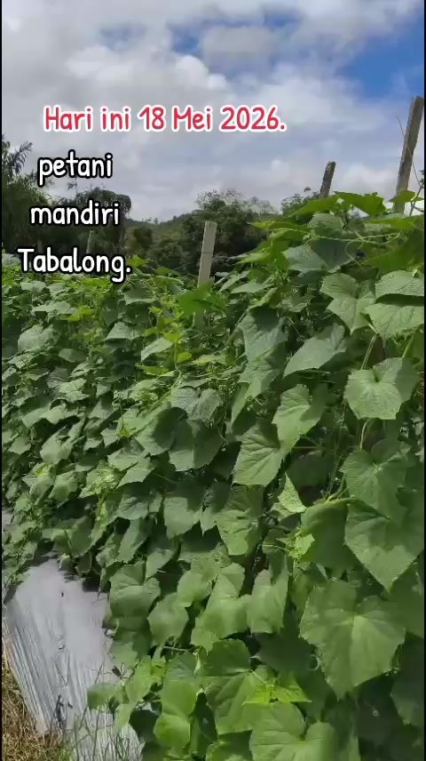 @SURYA TANI