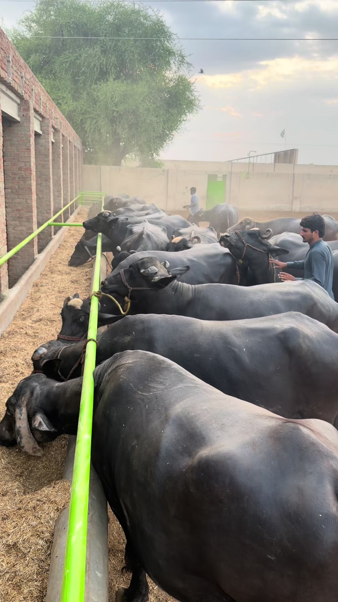 @Malik Dairy Farm 265HR