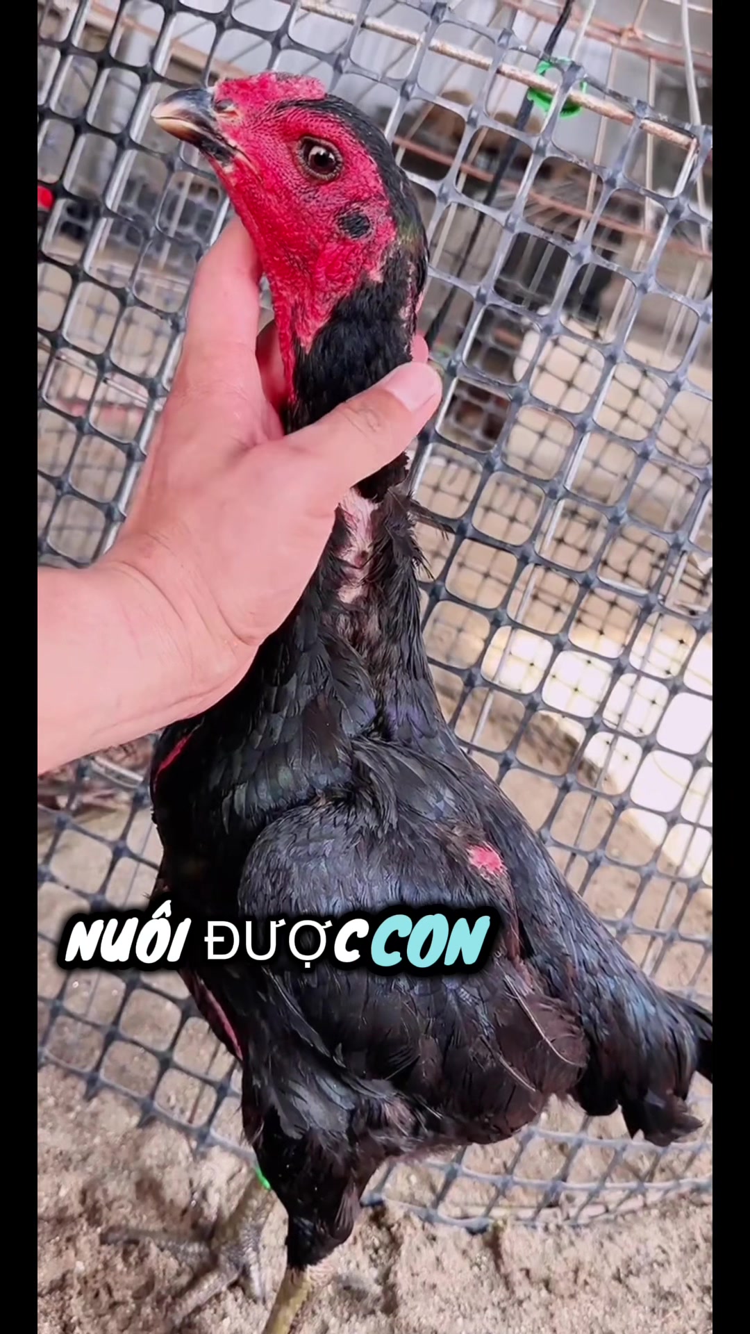@Thuần Gà Chọi