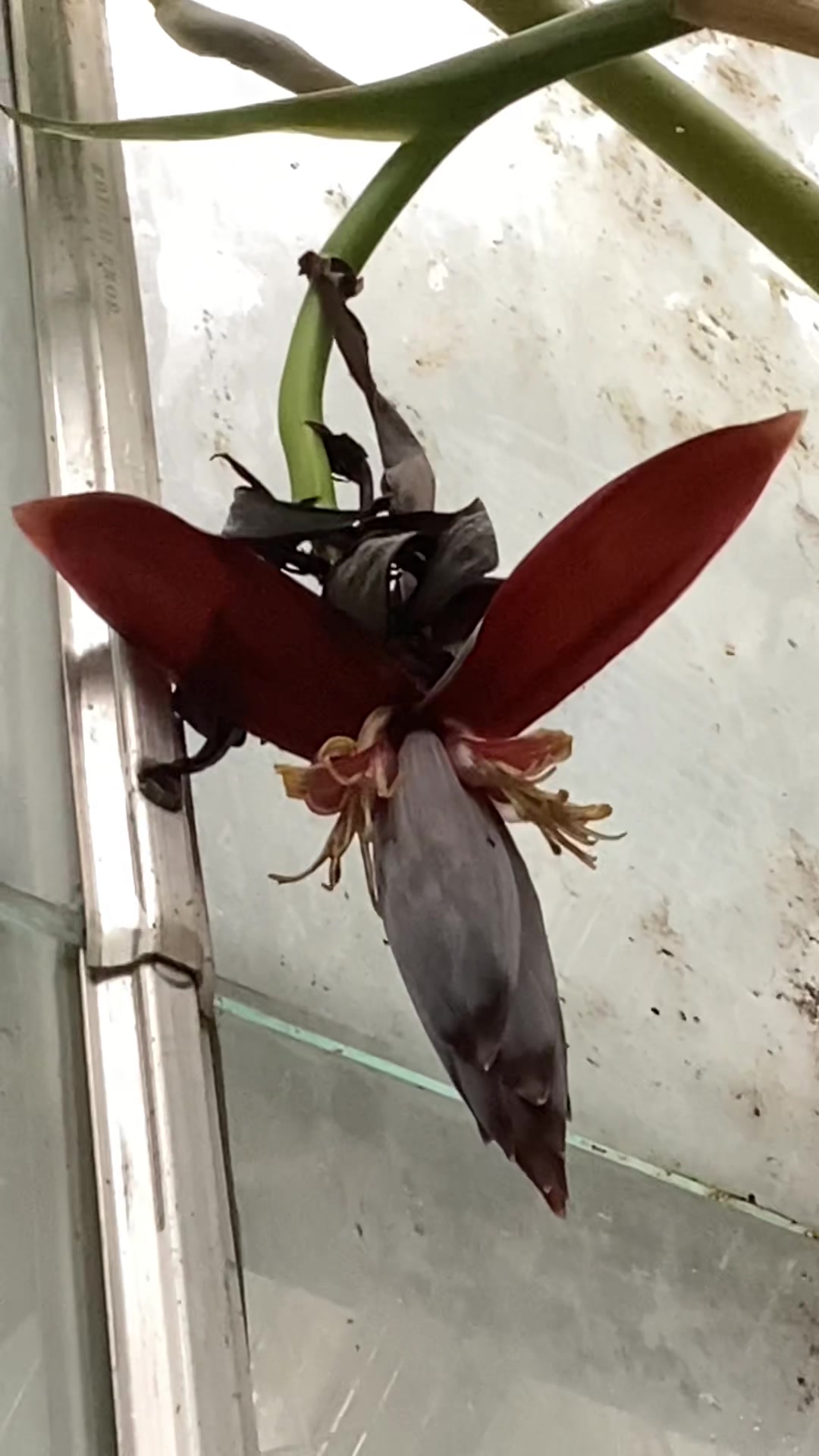 @bsu greenhouse