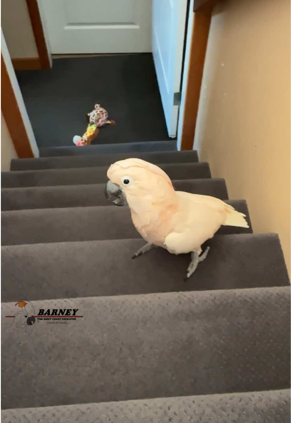@Barney the West Coast Cockatoo