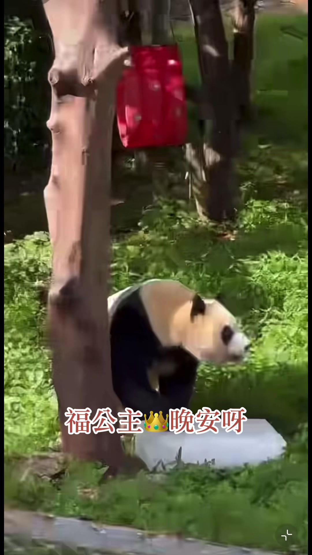 @福公主💕福豬豬💕 🍎 🥕 🐼 🎋🍀