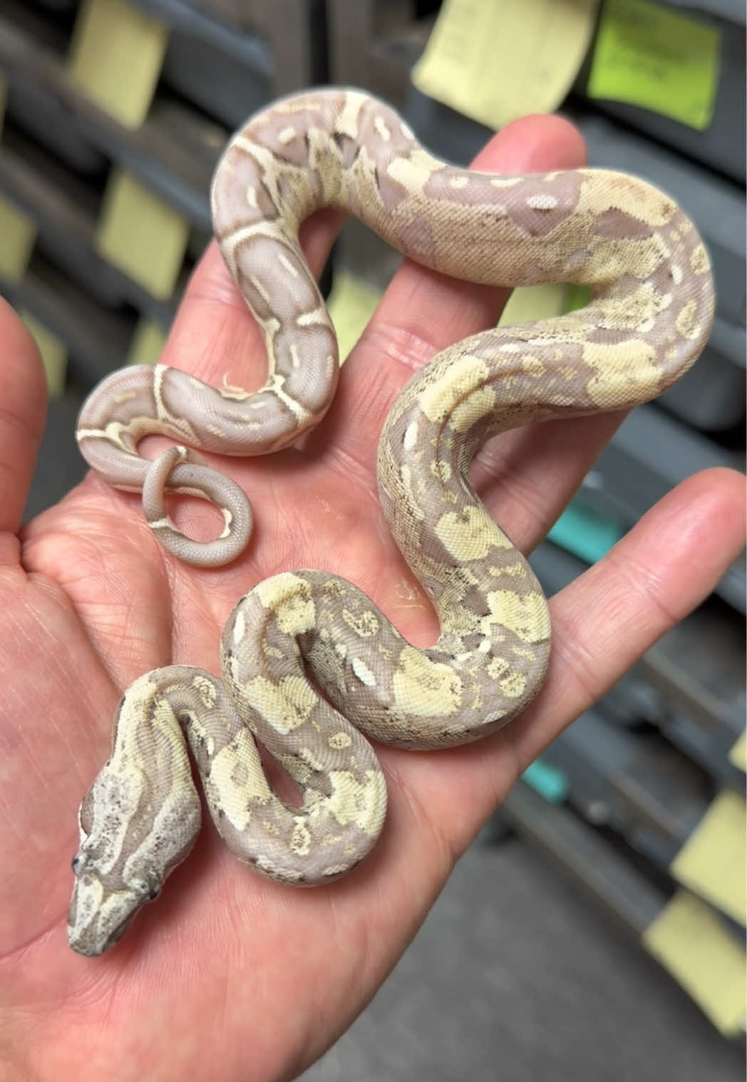 @Snake Country