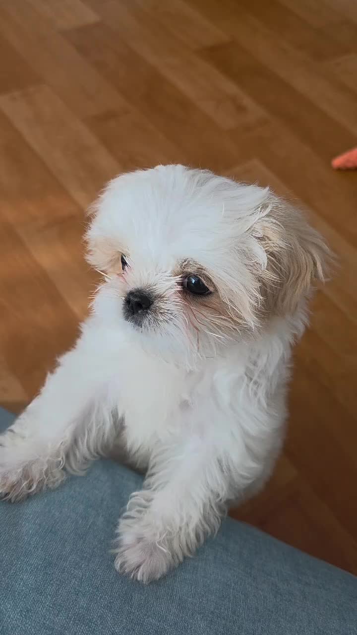 @또롱이