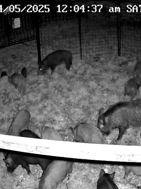 @Hog Brothers Custom Hog Traps