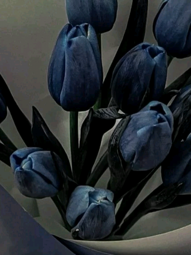 @𝓛ᥲ᥎іᥒіᥲ,,