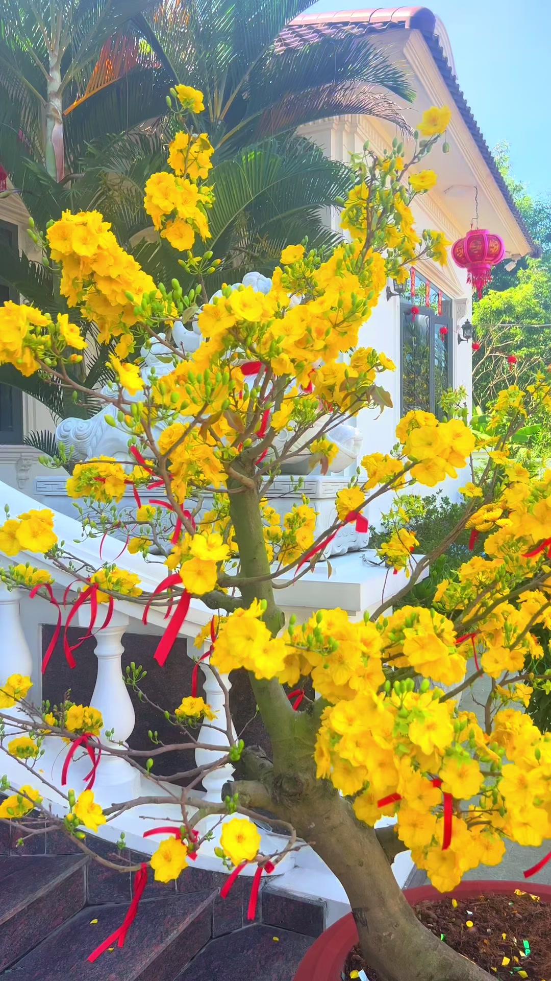 @N&ocirc;ng Trường olong Tằng Vĩnh An