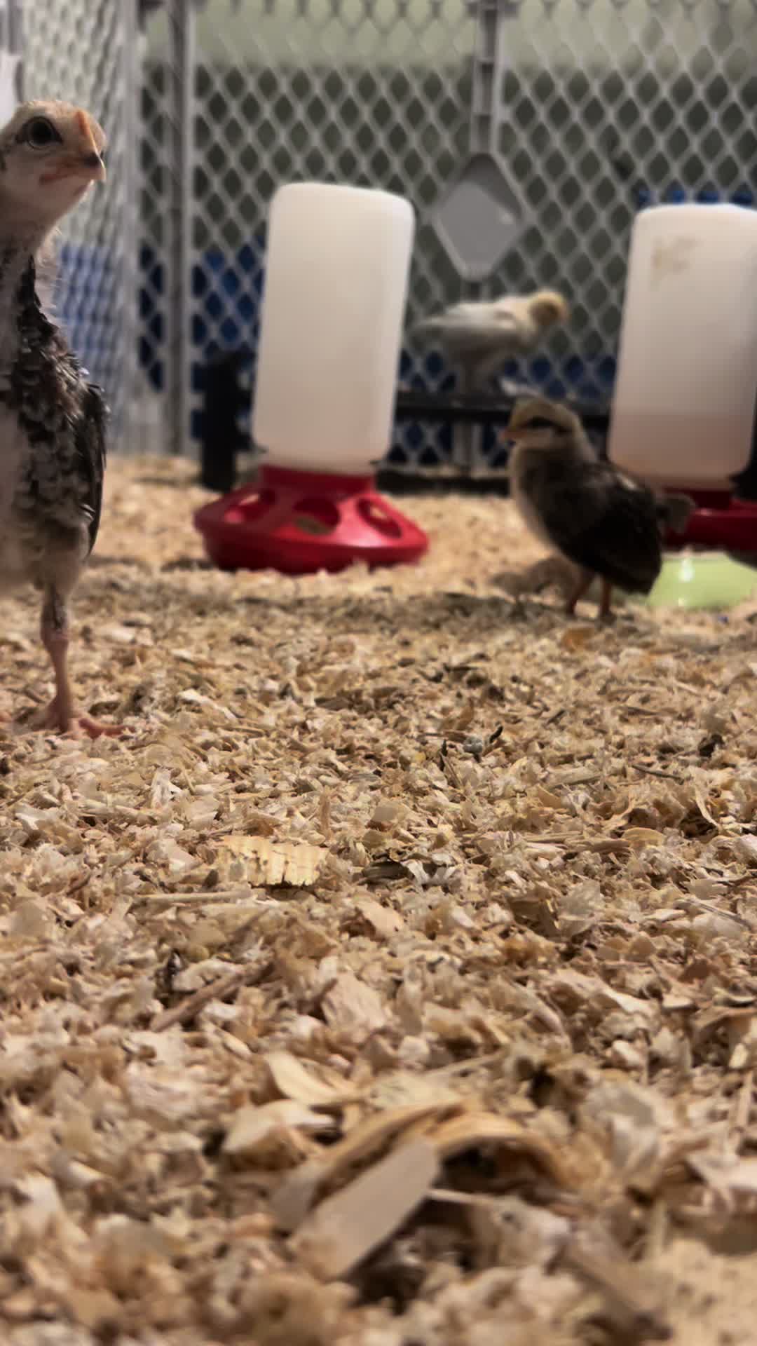 @eggs.and.acres