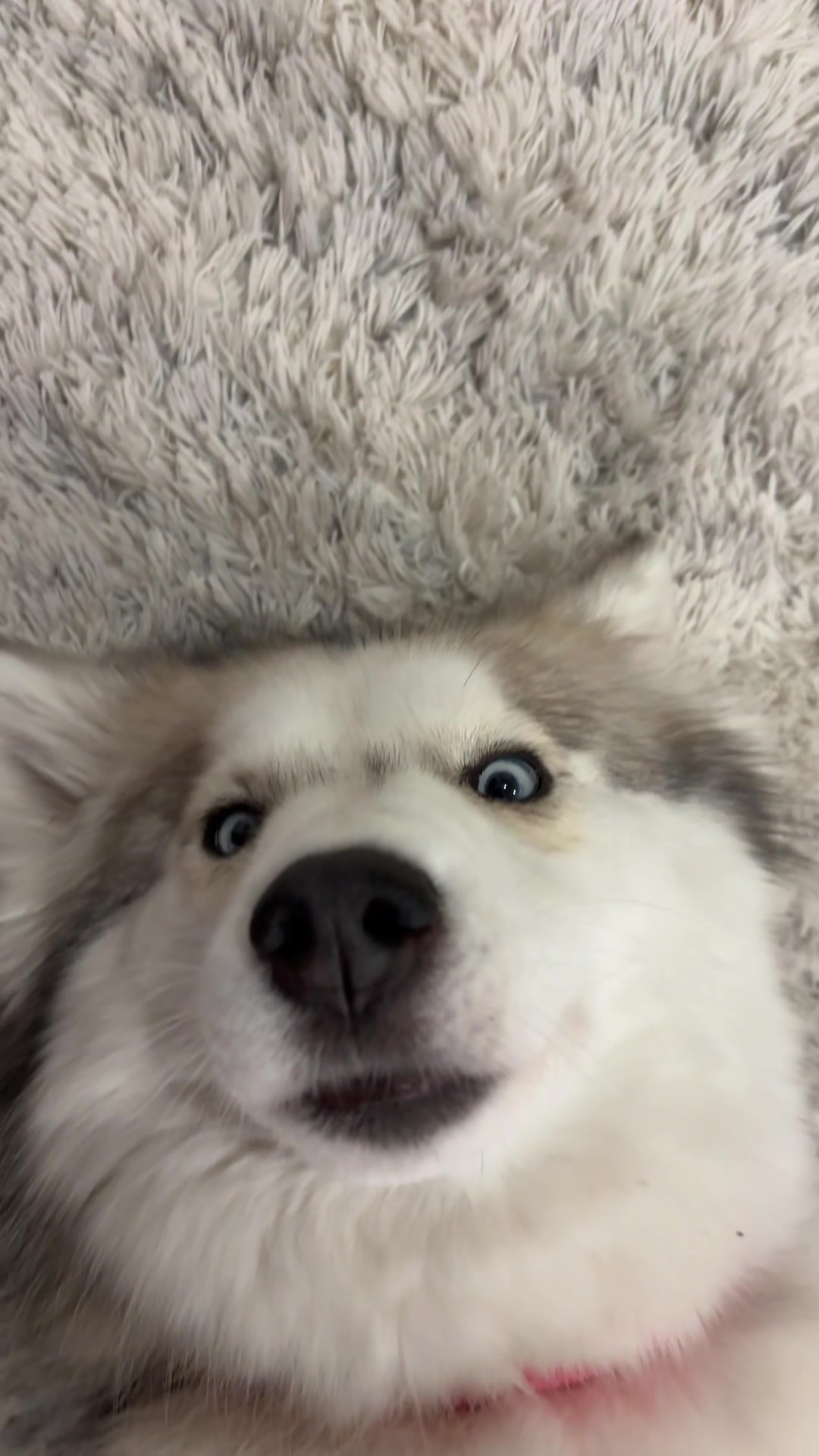 @lifewith2huskies