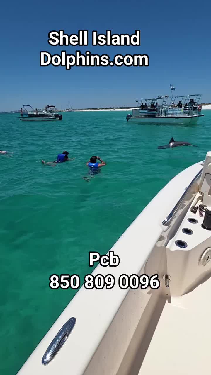 @Shell Island Dolphin Tours 🐬