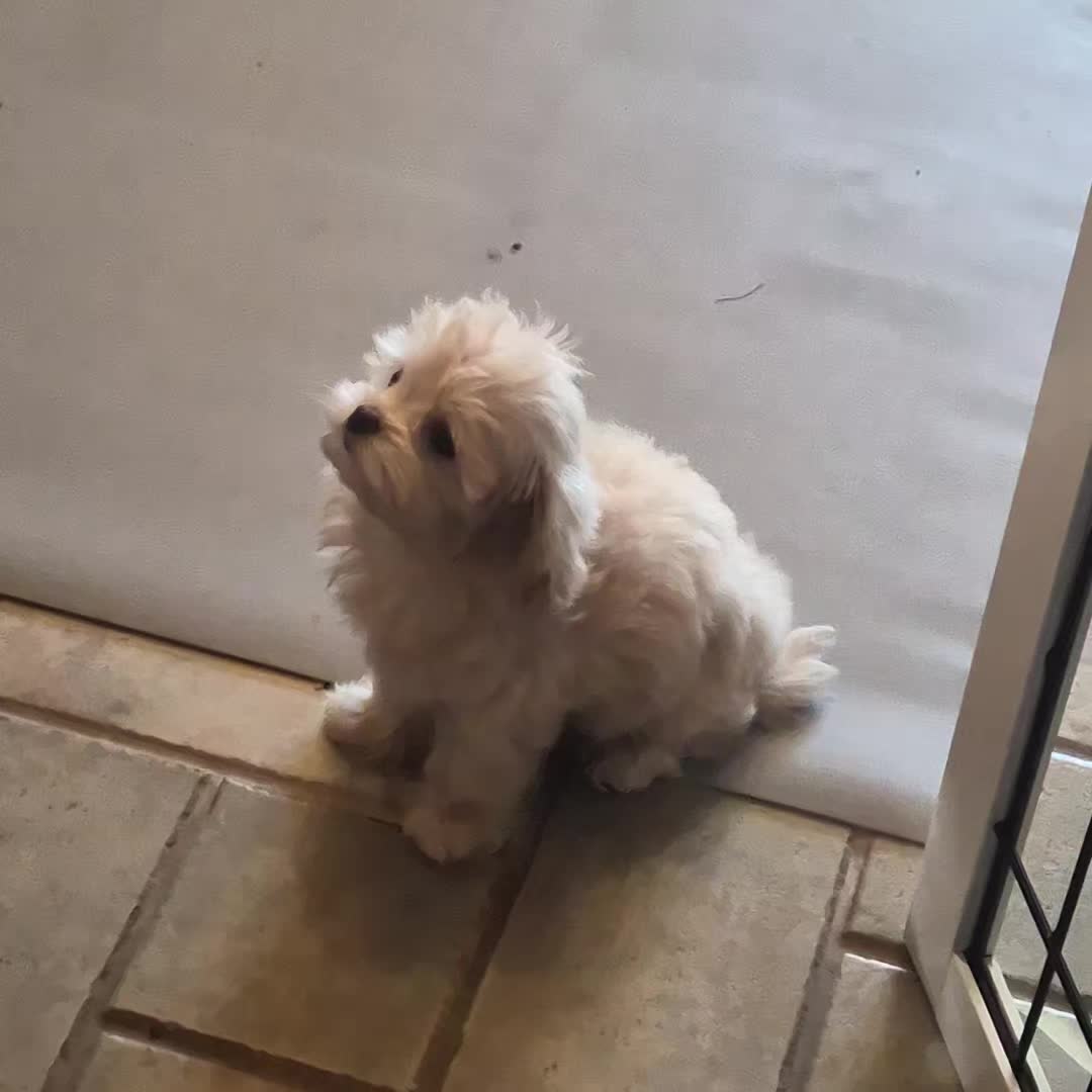 @Barb's Precious Pups