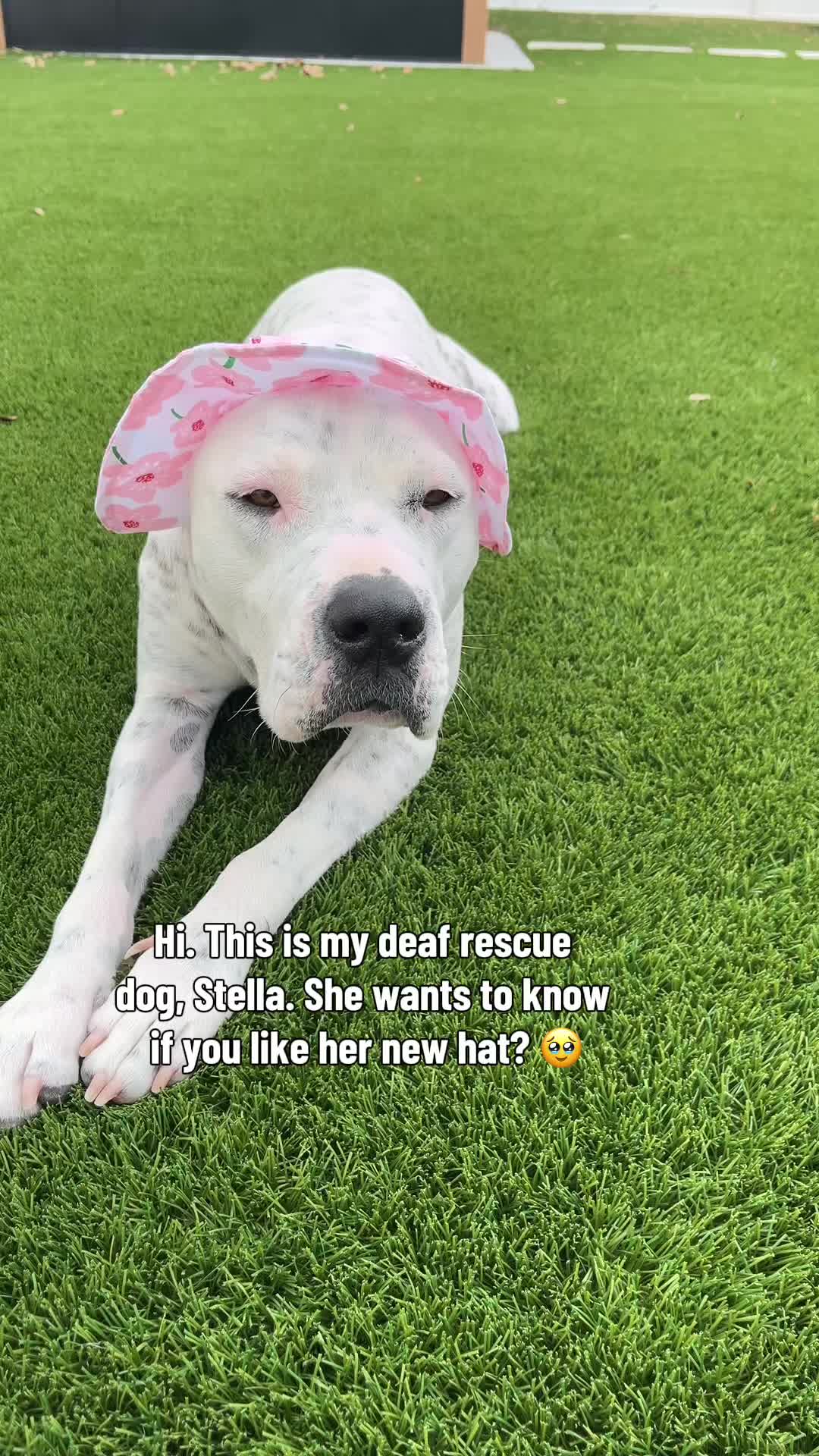 @StellatheDeafBulldane