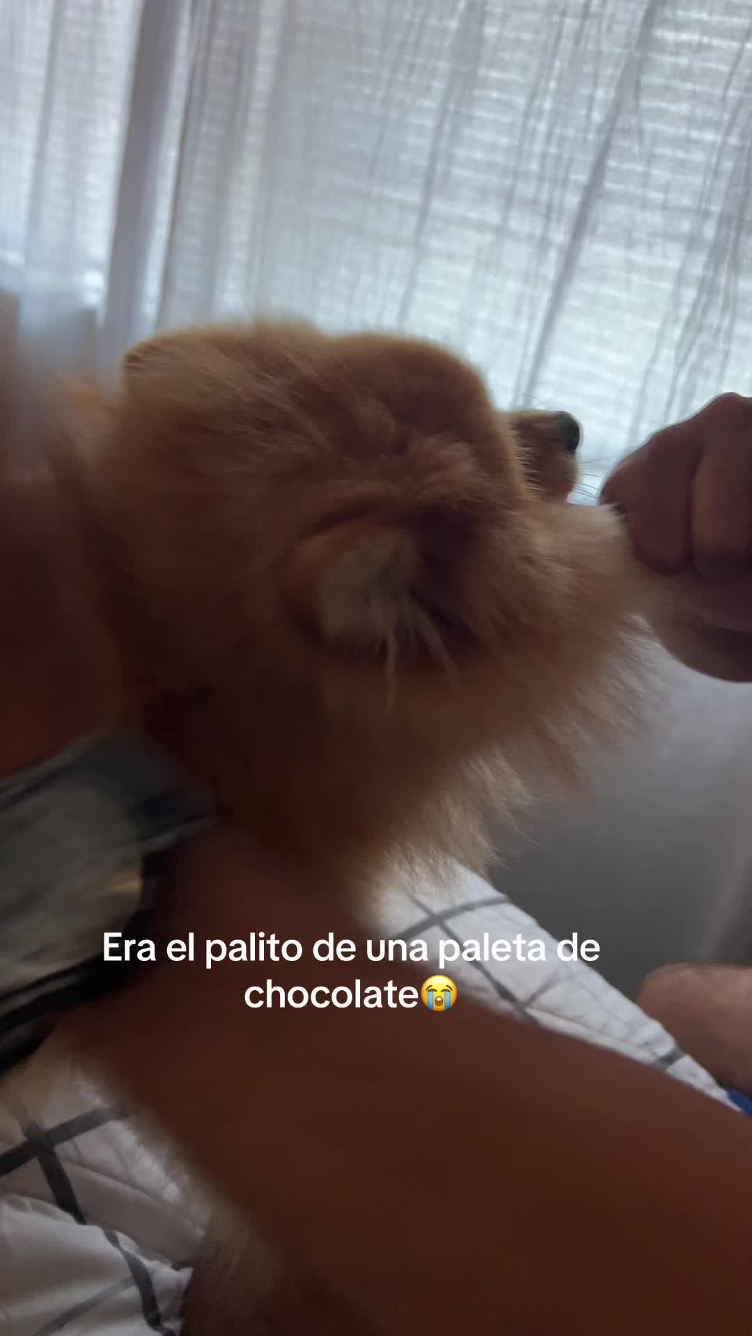 @Soy Copito