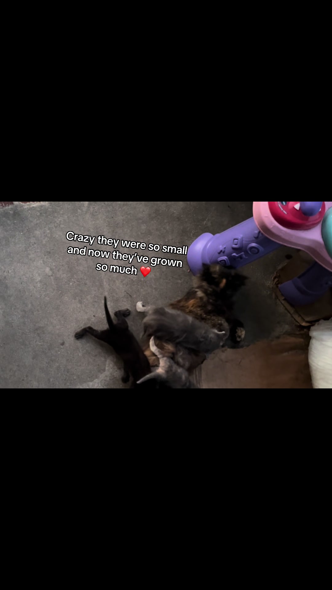 @Cats cats cats