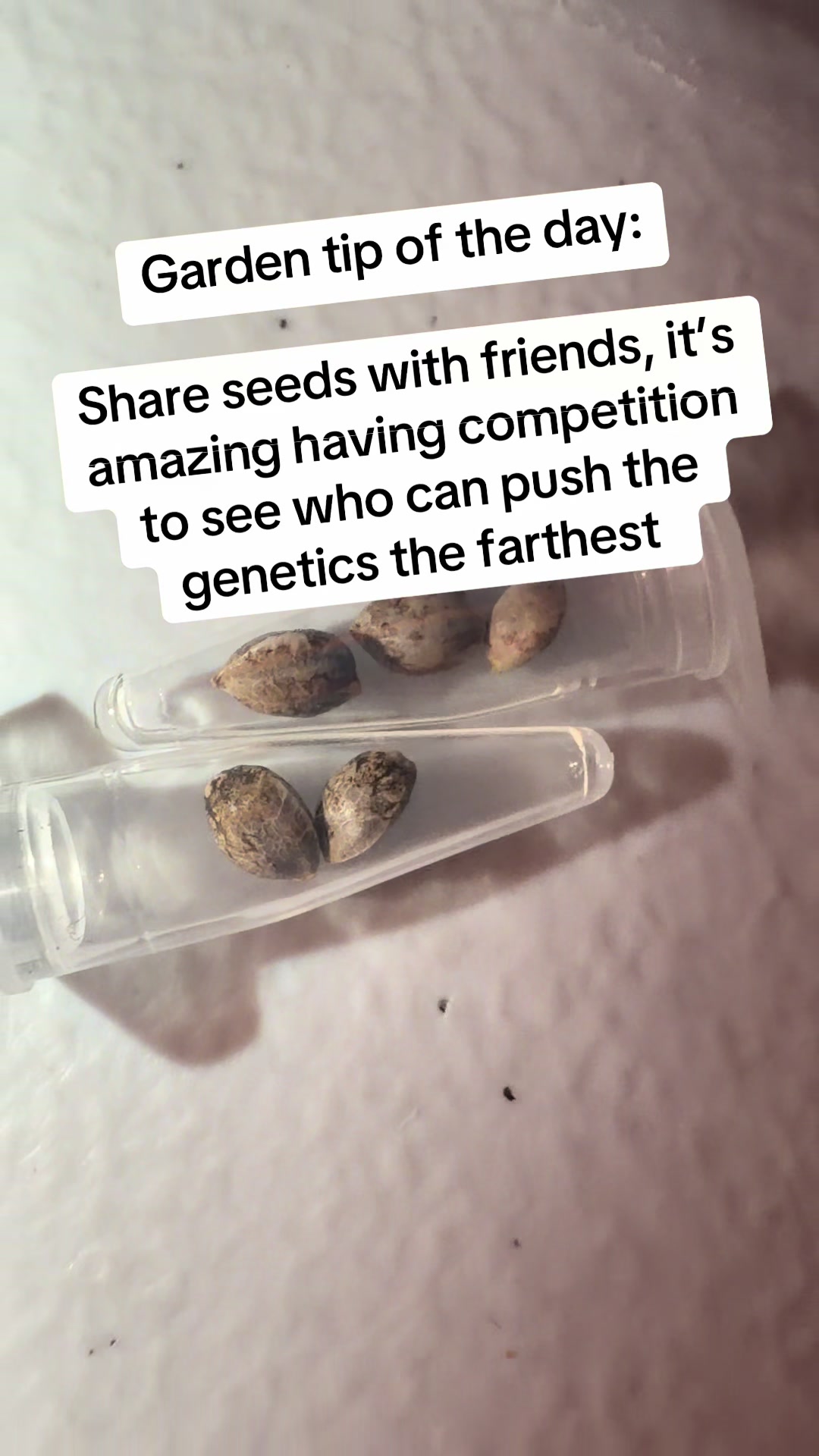 @SEEDTIVA