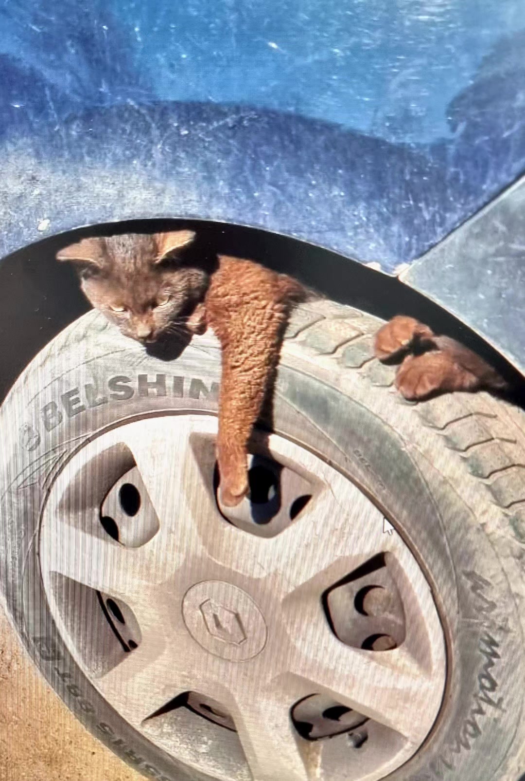 @КОТЫ СОБАКИ И ФИЛОСОФ