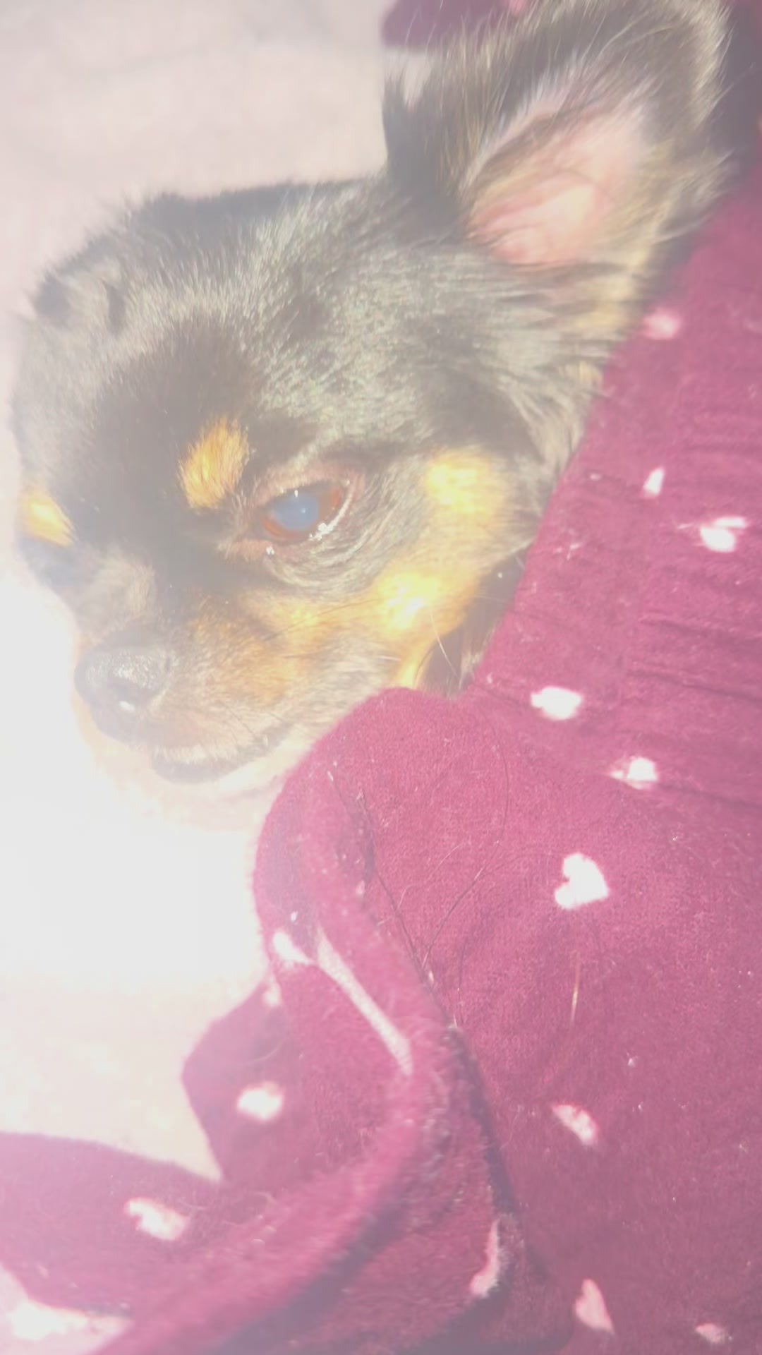 @Chihuahua family of love ๐