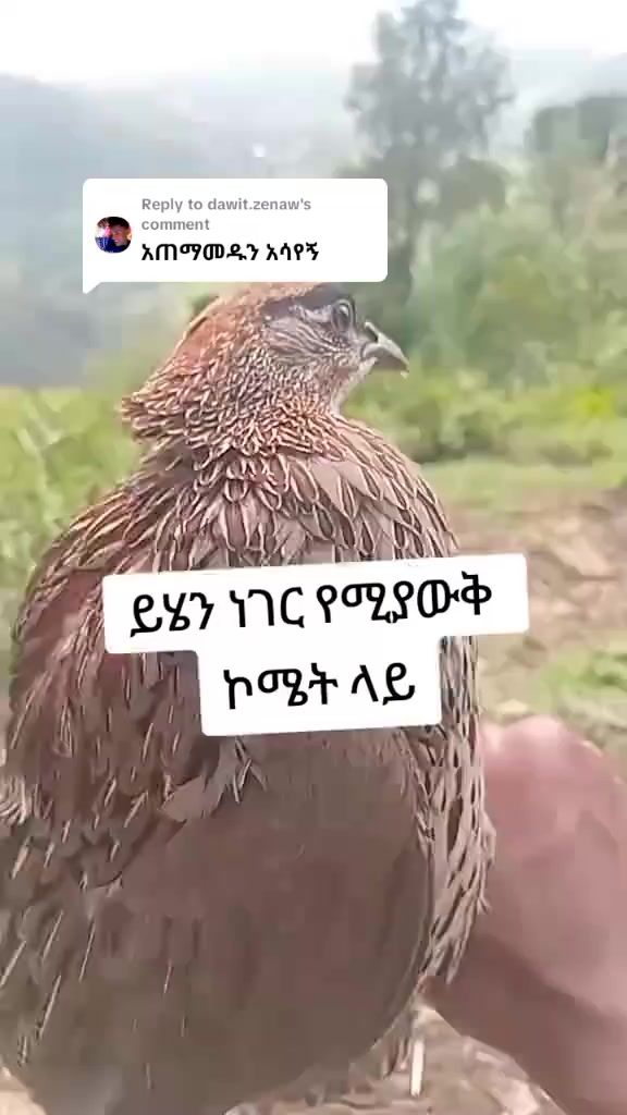 @የጫካው ቀበጥ