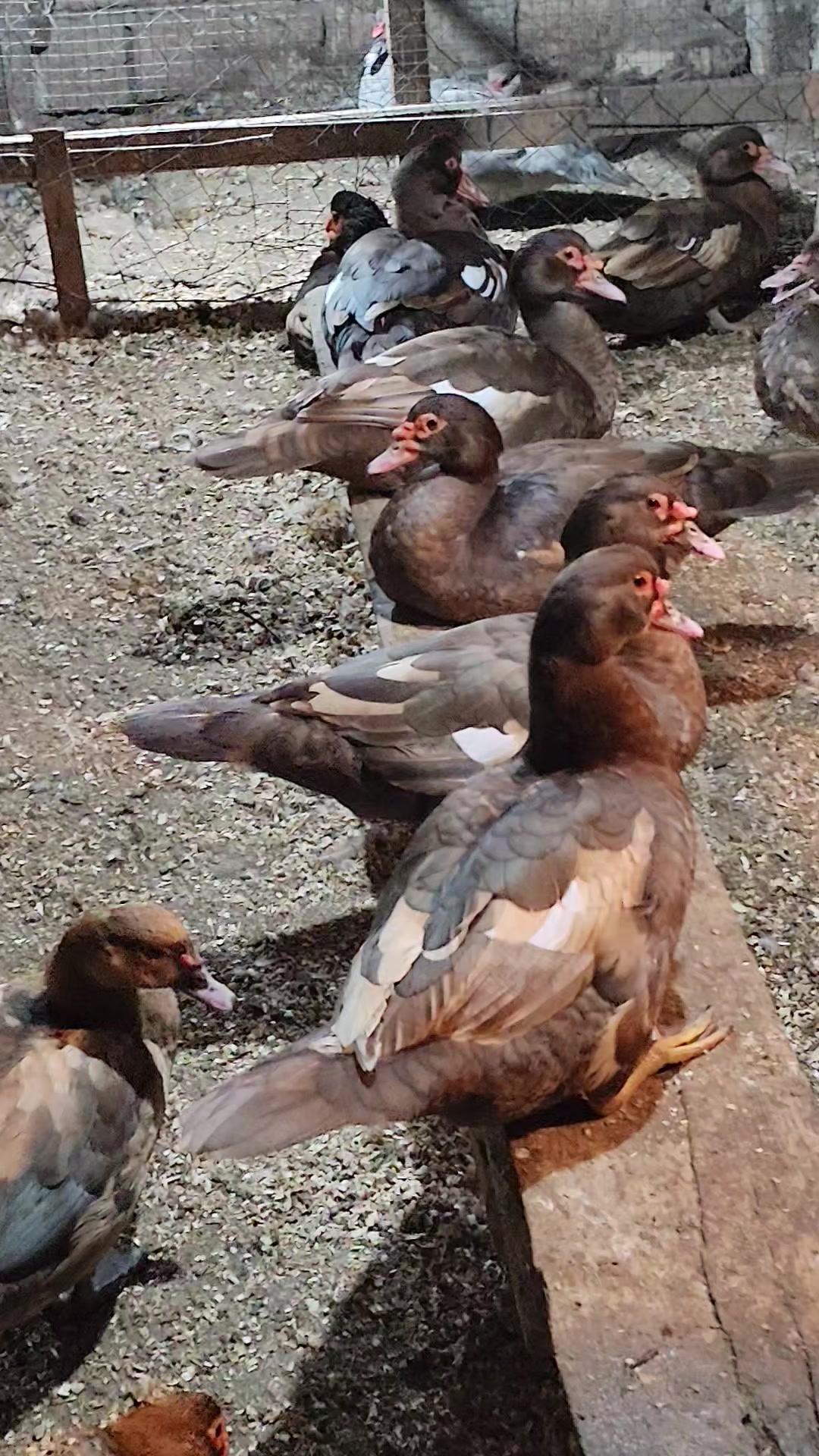 @MAŞTAĞA_QUŞCULUĞ