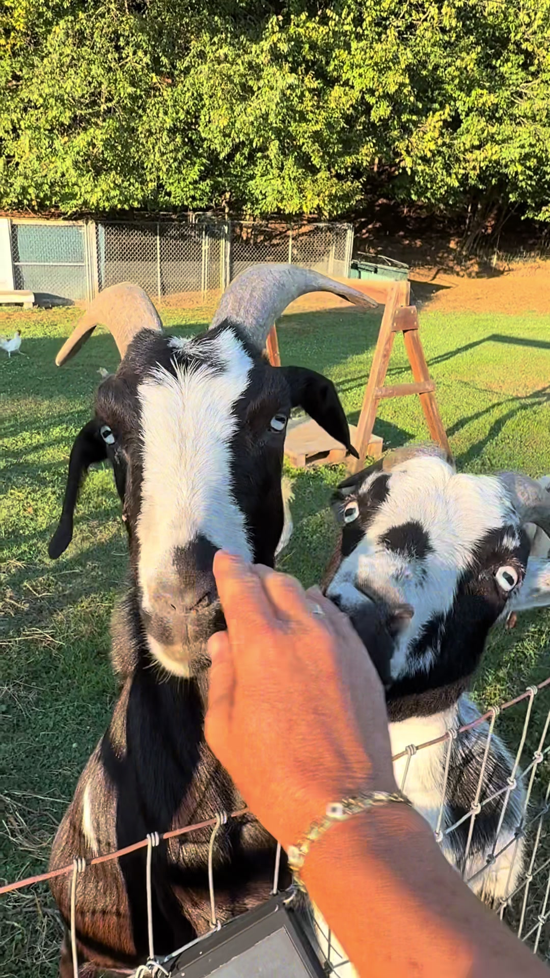 @Janet..Fuzzy.farm.gang
