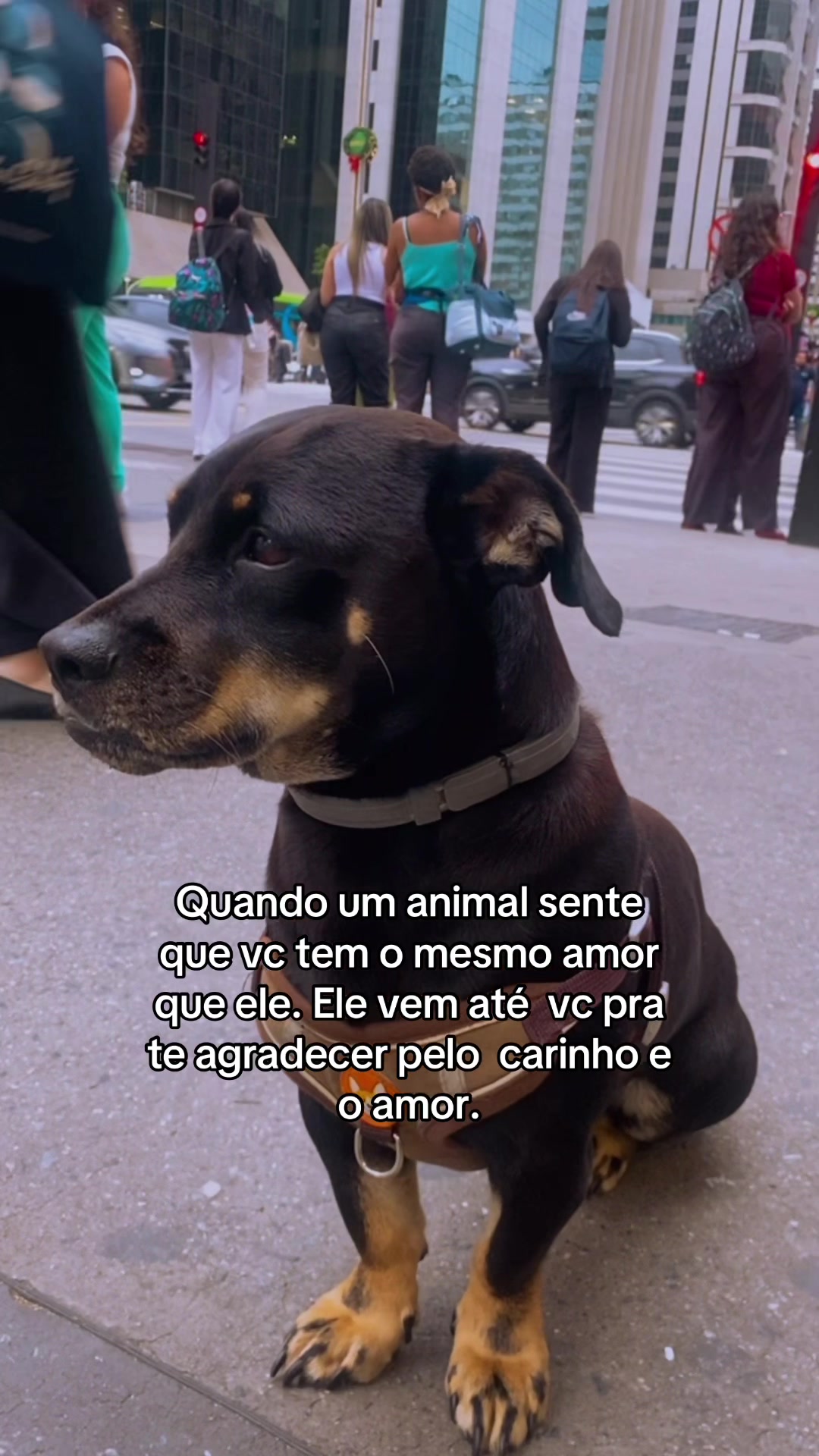 @laninha