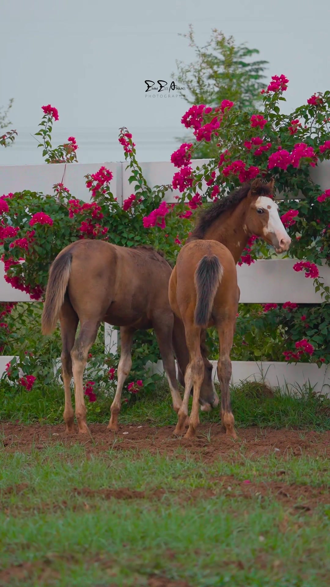 @SUNRISE STUD FARMS RAWALPINDI
